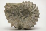 Bumpy Ammonite (Douvilleiceras) Fossil - Madagascar #205032-1